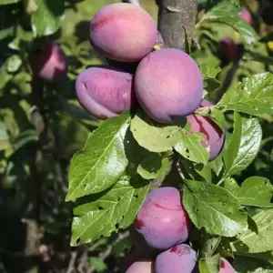 Plum (Prunus) 'Guinevere' St. Julien 'A'