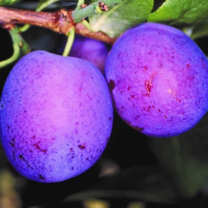 Plum (Prunus) 'Herman' St. Julien 'A'