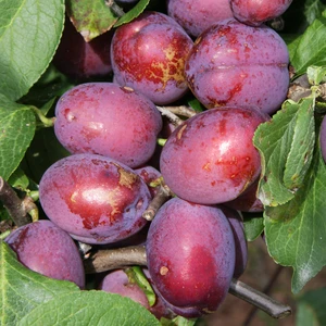 Plum (Prunus) 'Jubilee' St. Julien 'A'