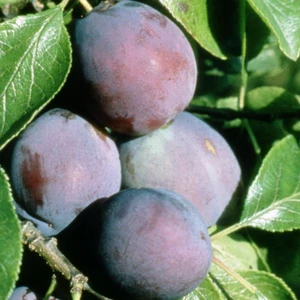 Plum (Prunus) 'Marjorie's Seedling' St. Julien 'A'