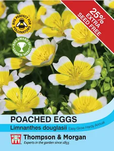 Poached Eggs - image 1