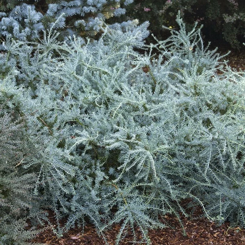 Podocarpus lawrencei 'Blue Gem' - Cowell's Garden Centre | Woolsington