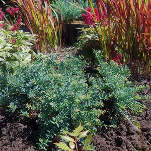 Podocarpus lawrencei 'Blue Gem' - image 2