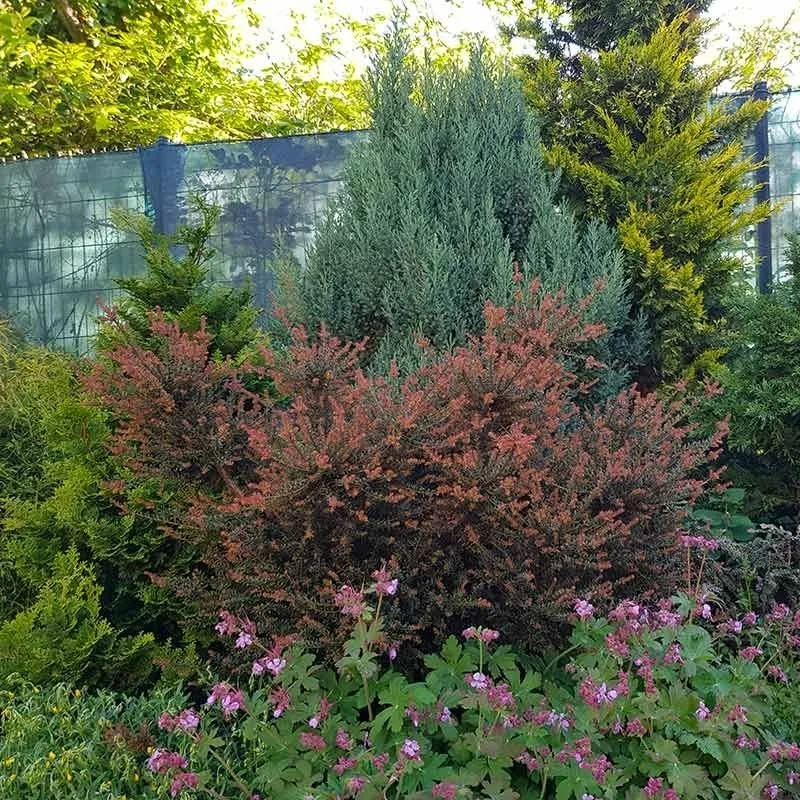 Podocarpus lawrencei 'Chocolate Box' - Cowell's Garden Centre | Woolsington