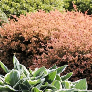 Podocarpus lawrencei 'County Park Fire' - image 2