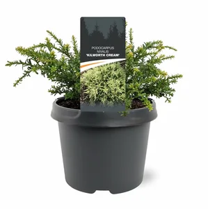 Podocarpus nivalis 'Kilworth Cream' 3L - image 2