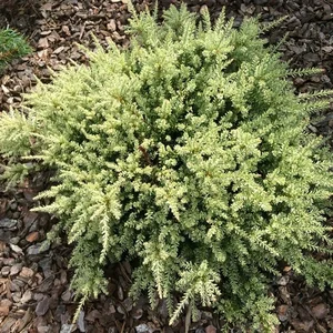 Podocarpus nivalis 'Kilworth Cream' 3L - image 1