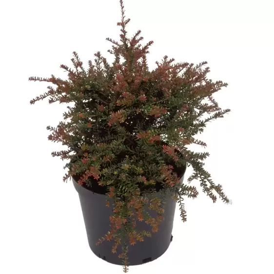 Podocarpus 'Red Embers' 1L