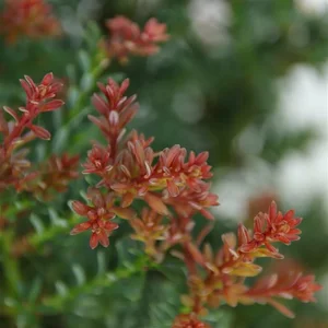 Podocarpus lawrencei 'Red Tip' - image 1