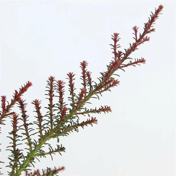Podocarpus lawrencei 'Red Tip' - image 2