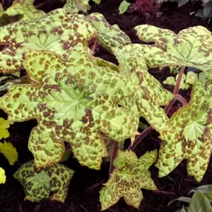 Podophyllum 'Spotty Dotty' 1.5L - image 3