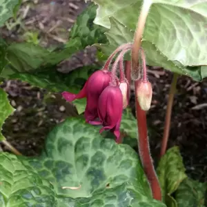 Podophyllum 'Spotty Dotty' 1.5L - image 4