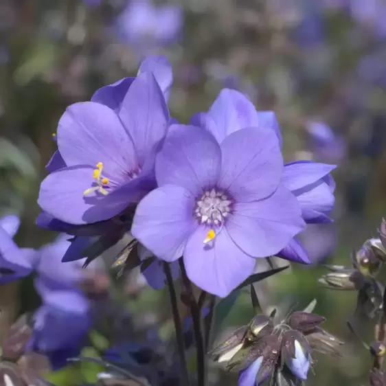 Polemonium 'Bressingham Purple' 2L - image 1