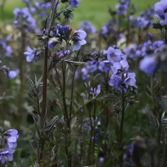 Polemonium 'Bressingham Purple' 3L - image 2