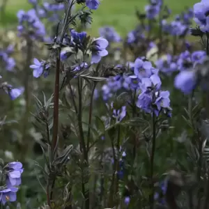 Polemonium 'Bressingham Purple' 2L - image 2