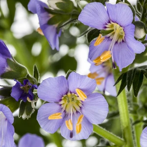 Polemonium caeruleum - image 1