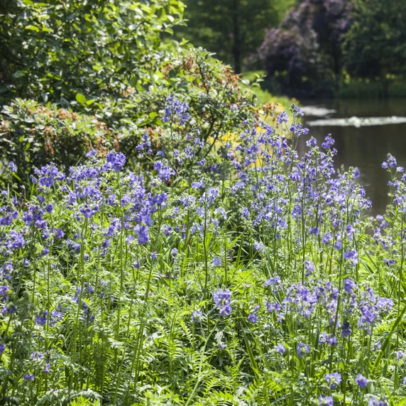 Polemonium caeruleum - image 2