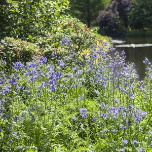 Polemonium caeruleum - image 2
