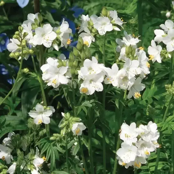 Polemonium caeruleum subf. albiflorum 1L