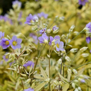 Picture Credit - Plants for Europe Ltd.