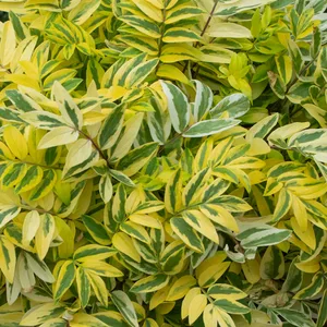 Picture Credit - Plants for Europe Ltd.