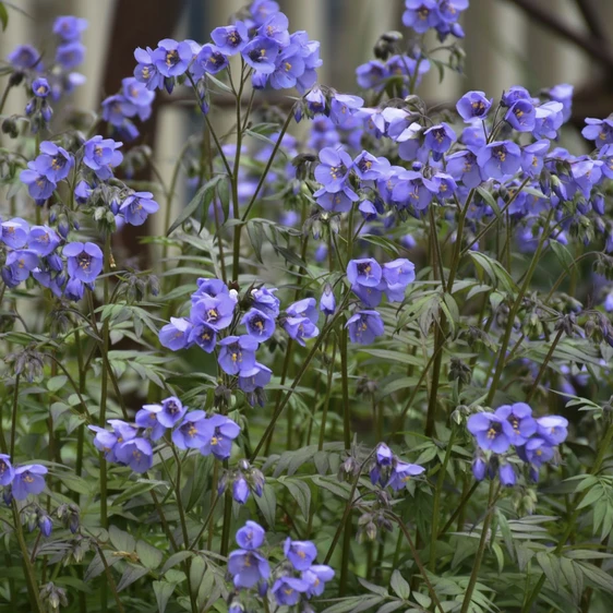 Polemonium 'Heaven Scent' - image 2