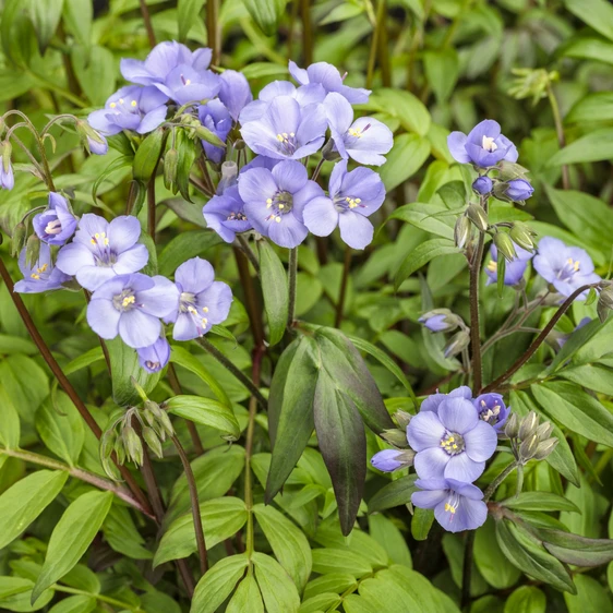Polemonium 'Heaven Scent' - image 1