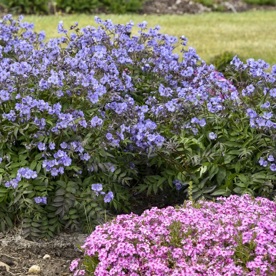 Polemonium 'Heaven Scent' - image 4