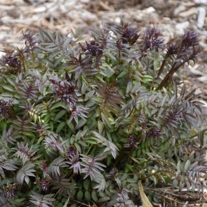 Polemonium 'Heaven Scent' - image 3