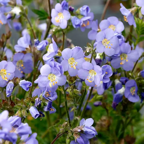 Polemonium caeruleum 'Hurricane Ridge' - image 1