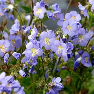 Polemonium caeruleum 'Hurricane Ridge' - image 1