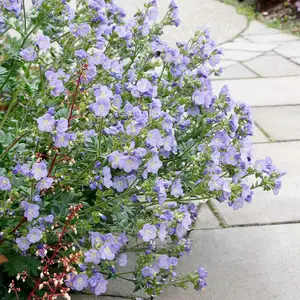 Polemonium caeruleum 'Hurricane Ridge' - image 2