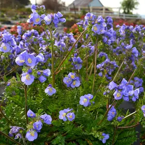 Polemonium caeruleum 'Hurricane Ridge' - image 3