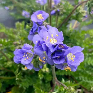Polemonium caeruleum 'Hurricane Ridge' - image 4