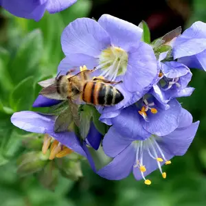 Polemonium caeruleum 'Hurricane Ridge' - image 5