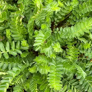 Polemonium caeruleum 'Hurricane Ridge' - image 6