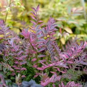 Polemonium 'Kaleidoscope' - image 2
