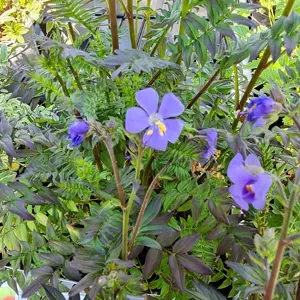 Polemonium yezoense 'Purple Rain' 1L - image 1