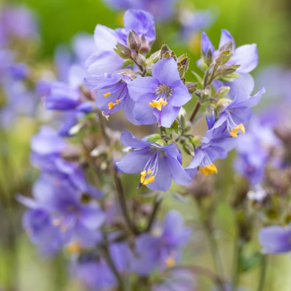 Polemonium yezoense 'Purple Rain' 1L - image 2