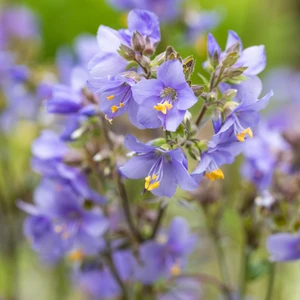Polemonium yezoense 'Purple Rain' 1L - image 2