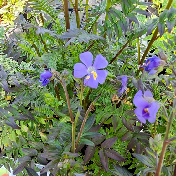 Polemonium yezoense 'Purple Rain'