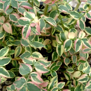 Photo(s) courtesy of TERRA NOVA® Nurseries, Inc.