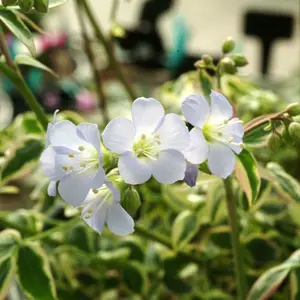 Photo(s) courtesy of TERRA NOVA® Nurseries, Inc.