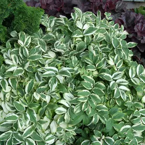 Photo(s) courtesy of TERRA NOVA® Nurseries, Inc.