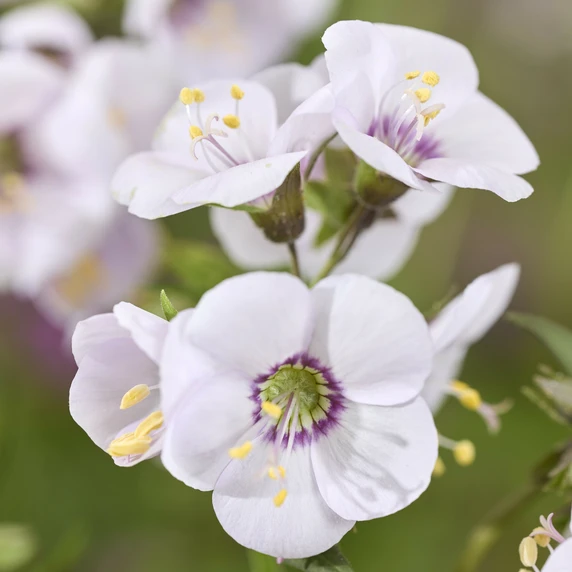 Image Credit: Walter Blom