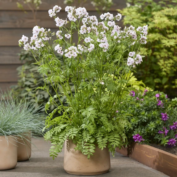 Image Credit: Walter Blom