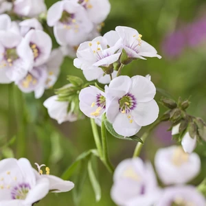 Image Credit: Walter Blom