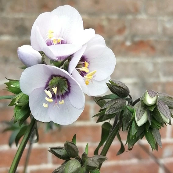 Polemonium 'Violet Heart' - image 4