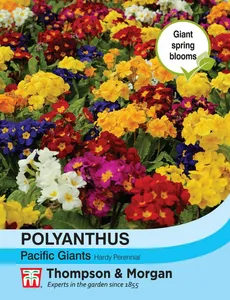Polyanthus Pacific Giants Mixed - image 1