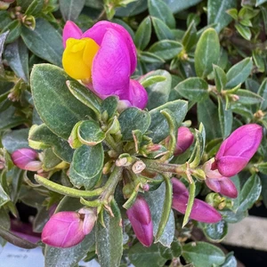 Polygala 'Purple Passion'